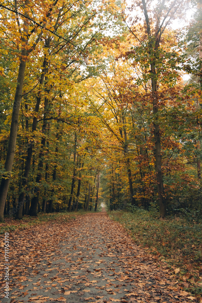 Obraz premium Autumn landscape of a deciduous forest under a cloudy sky. Colorful leaves in shades of red, orange, and yellow contrast with the soft, diffused light of an overcast day. Creates a calm, atmospheric.