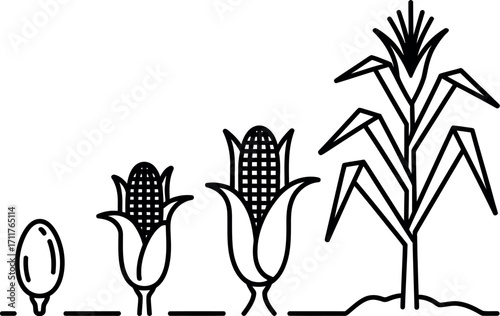 Visual progression of corn growth from seed to mature plant in simple line art.