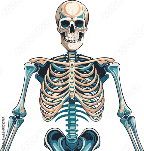 human skull with skeleton
