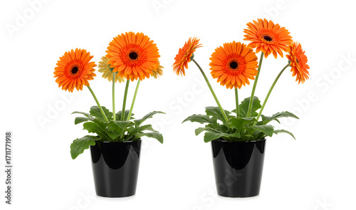 Two bright attractive orange gerbera daisy flowers arranged in matte black ceramic pot