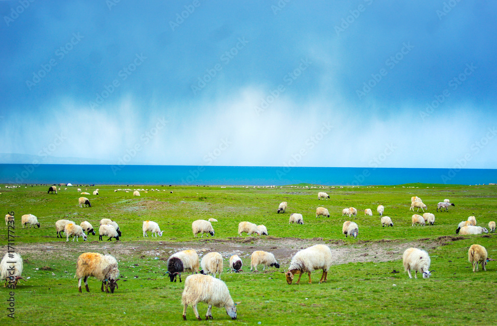 Fototapeta premium Grassland sheep
