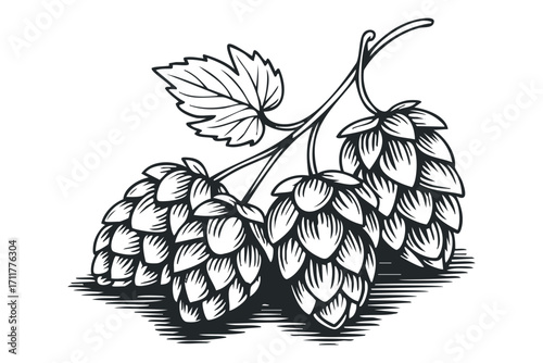 Detailed line drawing of hop cones and leaves on a. Vector hand drawn illustration