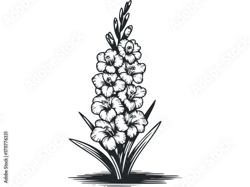 Black and white gladiolus flower spike graphic. Vector hand drawn illustration