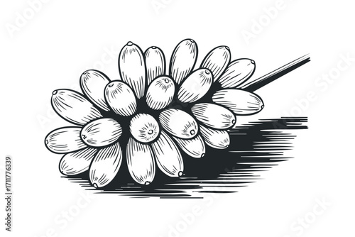 Bunch of olives sketch. Vector hand drawn illustration