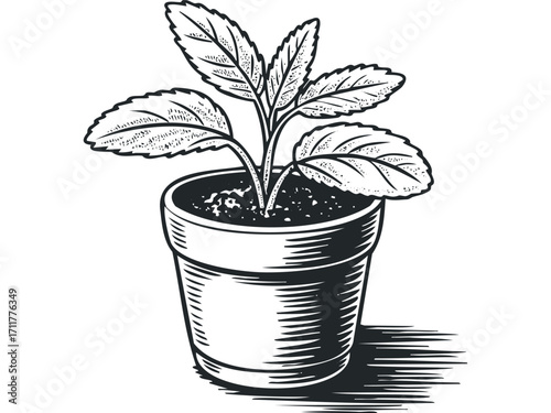 Hand drawn plant in pot isolated. Vector hand drawn illustration