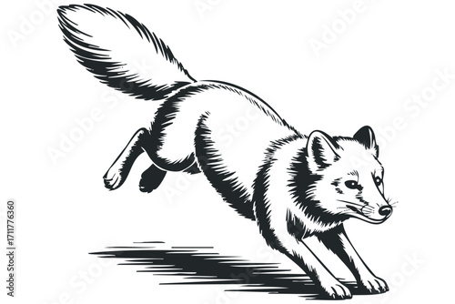 Dynamic Arctic fox leaping with a bushy tail and shadow on. Vector hand drawn illustration