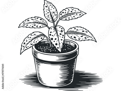 Potted plant with spotted leaves in a hatched pot outline. Vector hand drawn illustration