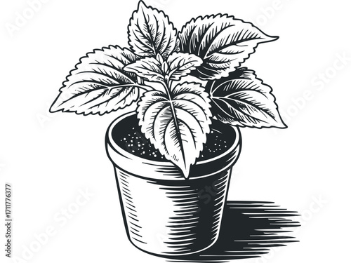 Detailed ink sketch of a potted herb plant with serrated leaves on a. Vector hand drawn illustration