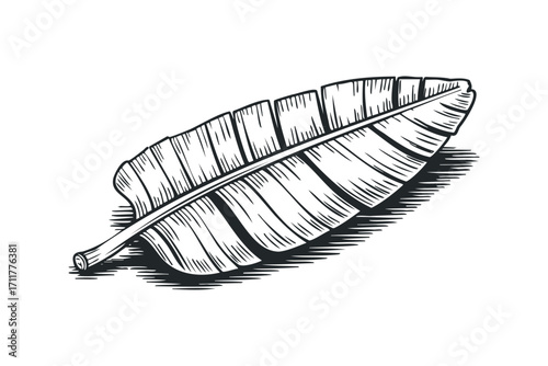 Pen and ink drawing of a single tropical leaf on white. Vector hand drawn illustration