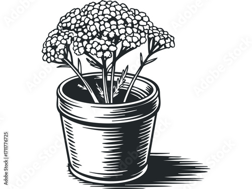Potted plant with clustered flower heads and shadow isolated on white. Vector hand drawn illustration