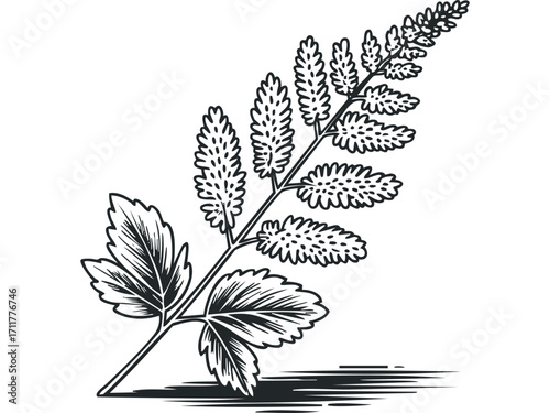 Line art drawing of a single fern frond. Vector hand drawn illustration