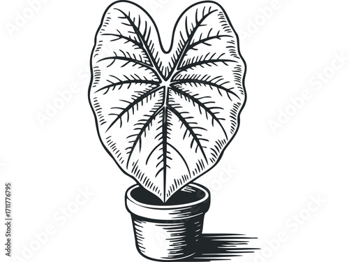 Detailed line drawing of a taro plant in a pot on a. Vector hand drawn illustration