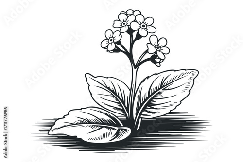 Line art forget me not flower cluster. Vector hand drawn illustration