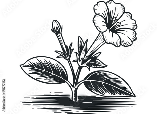 Vector graphic of a blooming flower and bud with leaves and stylized ground. Vector hand drawn illustration