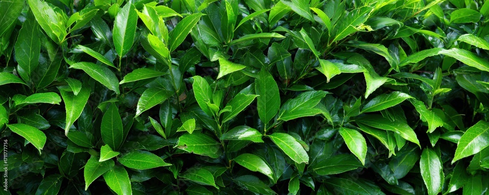 Fototapeta premium A vibrant close-up of lush green leaves, showcasing the rich texture and healthy growth of a hedge or shrub.
