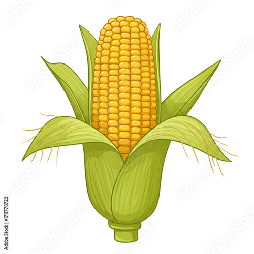 Partially Husked Ear of Corn Vector – Farm Harvest Maize with Golden Kernels in Neat Rows