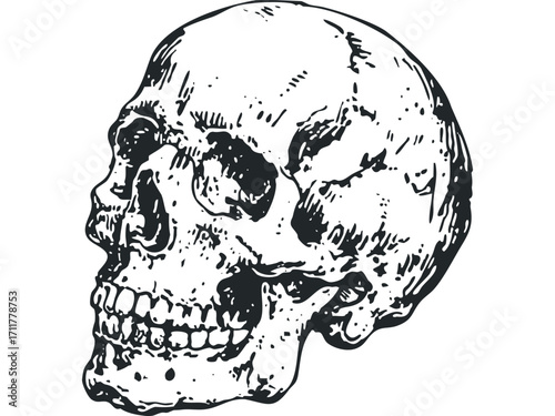 Human skull side profile drawing. Vector hand drawn illustration