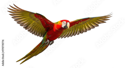 Isolated Scarlet Macaw, bird in flight, spreading its wings looking for food in the jungle