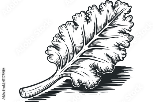 Ink drawing of a single Kale leaf. Vector hand drawn illustration
