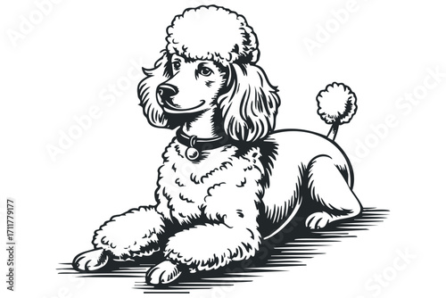 Poodle resting with distinctive puffed fur and collar. Vector hand drawn illustration
