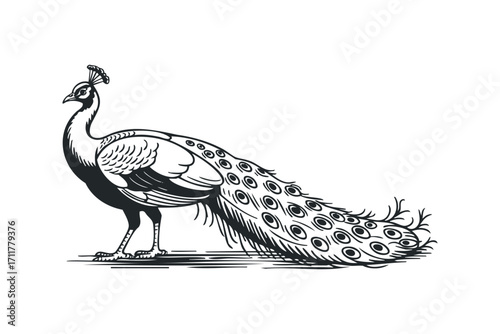 Peacock standing regal majestic feathered tail isolated. Vector hand drawn illustration