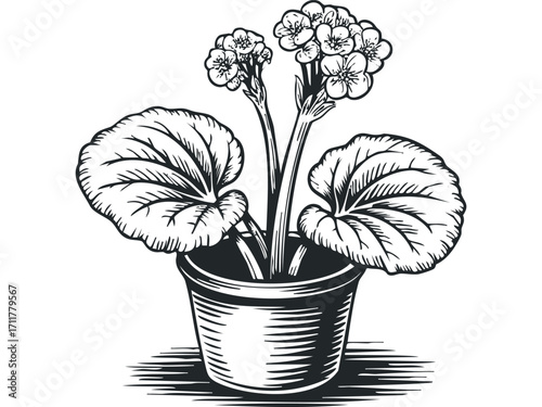 Detailed Engraving of Potted Flowering Plant. Vector hand drawn illustration