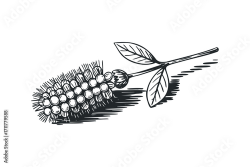 Hand drawn sketch of bottlebrush flower bloom with leaves,. Vector hand drawn illustration