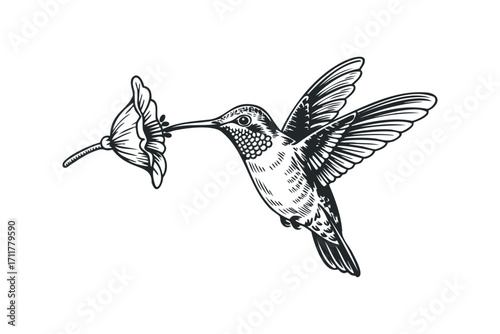 Hummingbird with Flower Isolated on White. Vector hand drawn illustration