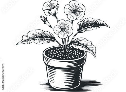Engraved flowering plant in a pot on a. Vector hand drawn illustration