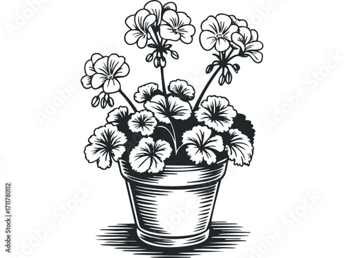 Black and white illustration of flowering geraniums in a potted planter on a. Vector hand drawn illustration