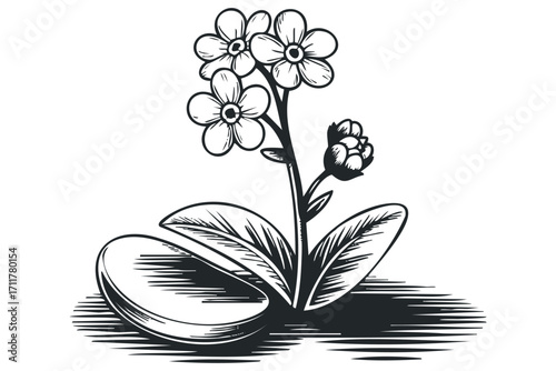 Forget me not flower silhouette. Vector hand drawn illustration
