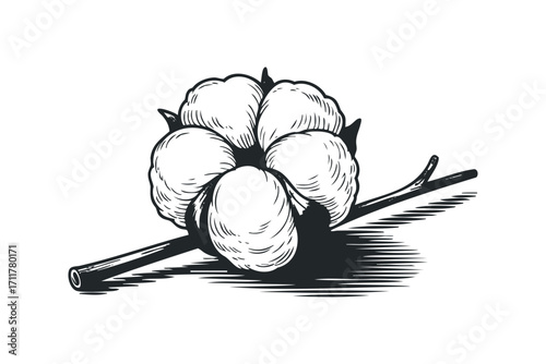 Engraved Cotton Boll on Stem. Vector hand drawn illustration