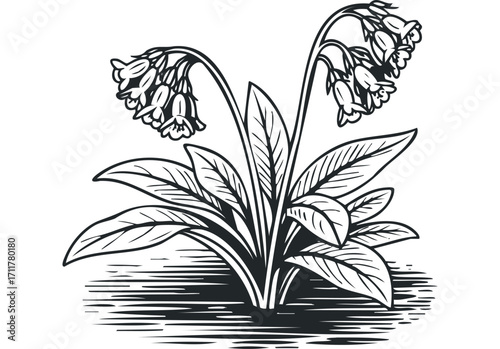 Line art bell shaped flower bunch with leaves. Vector hand drawn illustration