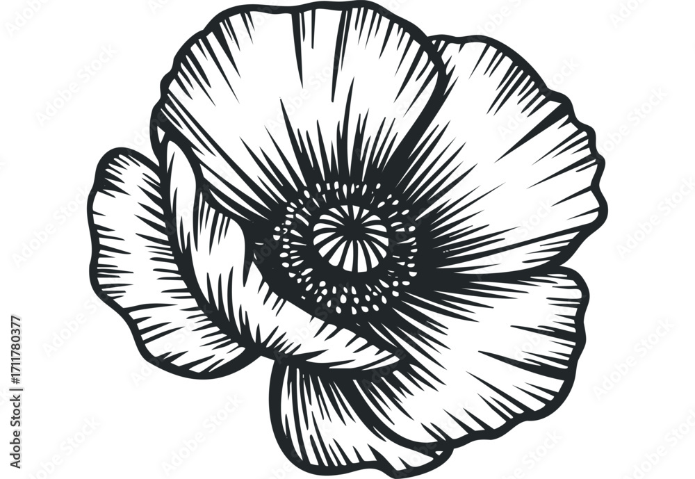 Obraz premium Single poppy flower outlined in black on a. Vector hand drawn illustration