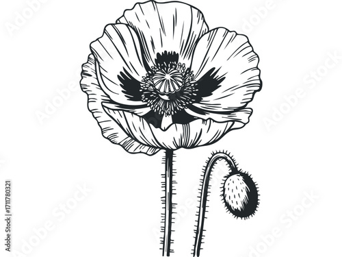 Line art poppy flower with bud on. Vector hand drawn illustration