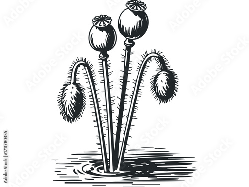 Three poppy seed pods in sketch style with spiky stems in water. Vector hand drawn illustration