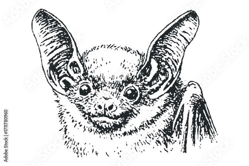 Close-up black and white sketch of a bat with large ears and detailed fur texture. Vector hand drawn illustration