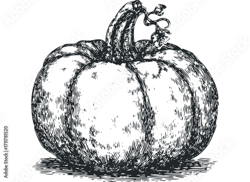 Detailed Sketch of a Pumpkin with a Vine on. Vector hand drawn illustration