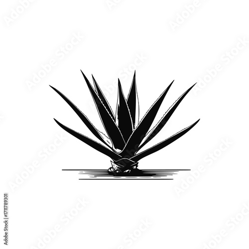 Abstract agave. Succulent plant vector