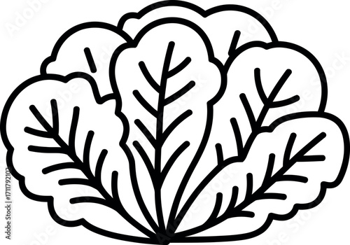 Stylized illustration of a fresh green lettuce head with bold outlines
