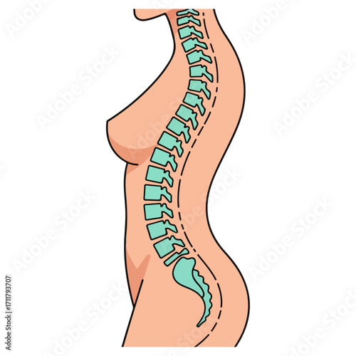 Human spine anatomy illustration showing the spinal column and its structure.