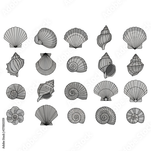 Various Seashells Collection - A Detailed Monochrome Illustration.
