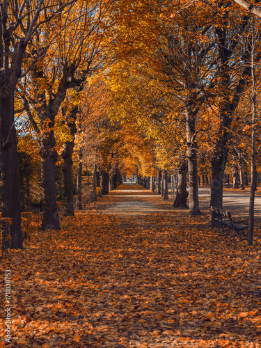 autumn tree alley