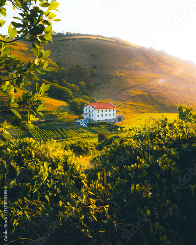 The house in the hill