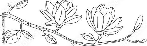 Magnolia flower branch line drawing, floral outline art, hand-drawn botanical illustration, black and white sketch, spring blossom decor, nature floral vector.