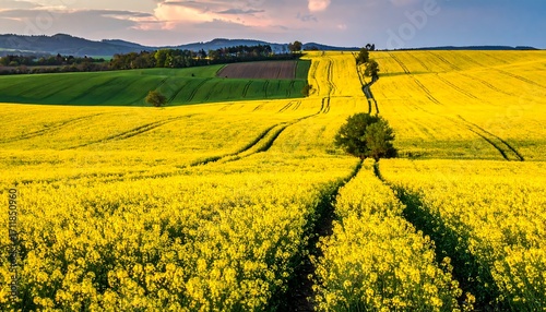Vast yellow rapeseed field under a dramatic sky with rolling hills.