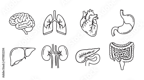 Collection of human organ illustrations in a distinctive sketch silhouette style