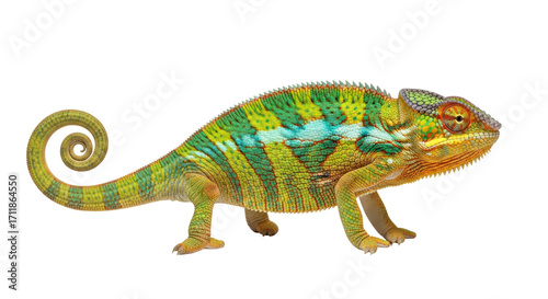 Isolated Colorful Panther Chameleon Chamaeleo Pardalis Reptile Madagascar Portrait View