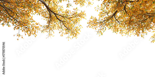 looking up foreground autumn tree branch Isolated on transparent backgrounds. high quality 3d rendering. png format	
