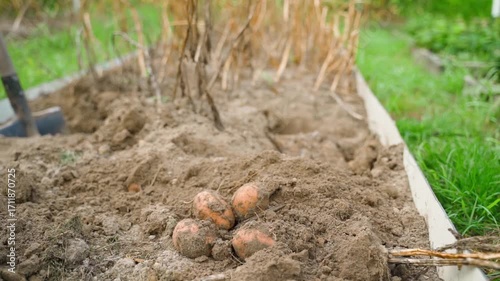 Wallpaper Mural Close-up of the first harvest of dug potatoes, against the background of a vegetable garden Torontodigital.ca